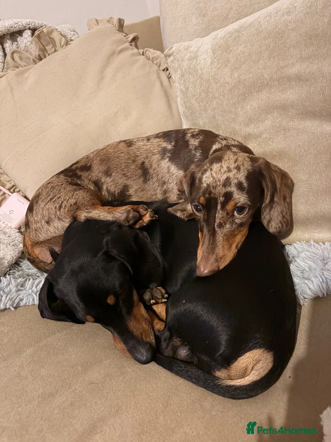 Miniature Dachshund dogs for sale: Miniature shorthaired dachshund male in Salisbury - Advert 6