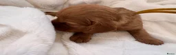 Cavalier King Charles Spaniel dogs for sale: Beautiful red KC boys health tested parents 😍🐶😍 in Swanley - Advert 4