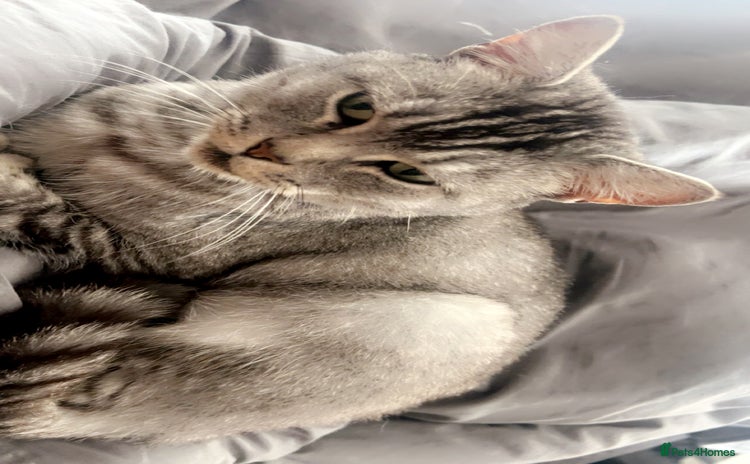 Bengal cats - Advert 16