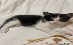 Mixed Breed cats for sale: Beautiful baby boy kitten - needs rehoming - Image 4