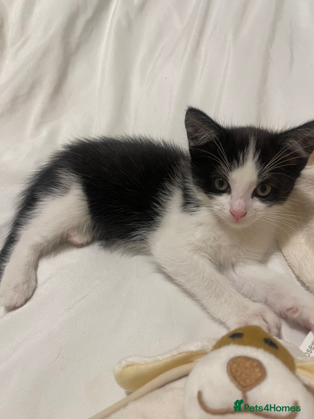 Mixed Breed cats for sale: Beautiful baby boy kitten - needs rehoming - Image 4