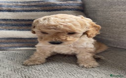 Cockapoo dogs for sale: F2 cockapoos for sale - Image 6