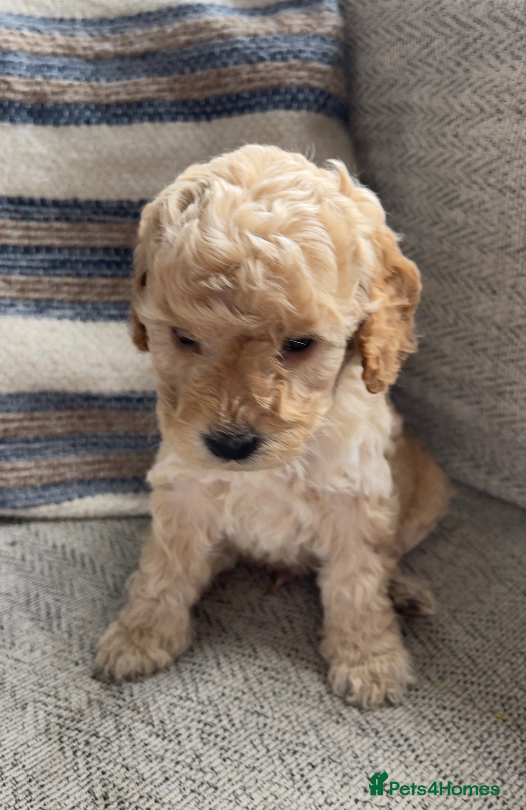 Cockapoo dogs for sale: F2 cockapoos for sale - Image 6