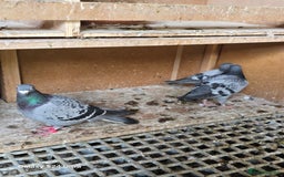 Pigeons birds for sale: Baby and adult racing Pigeons  - Image 12