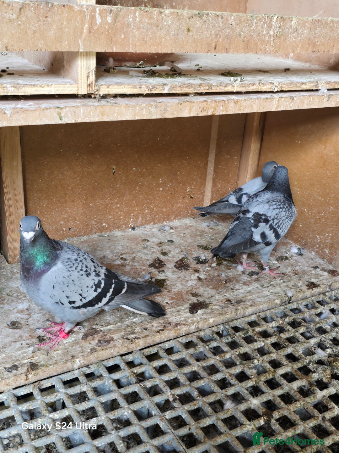 Pigeons birds for sale: Baby and adult racing Pigeons  - Image 12