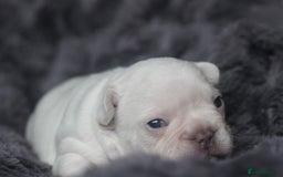 French Bulldog dogs for sale: Stunning French bulldog puppies  - Advert 32