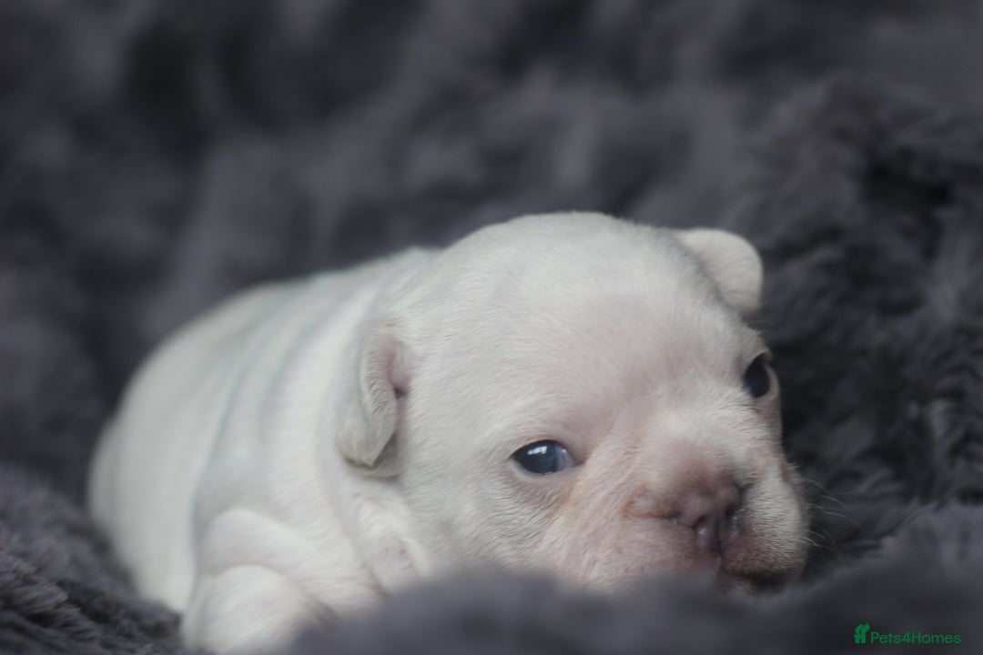 French Bulldog dogs for sale: Stunning French bulldog puppies  - Advert 32