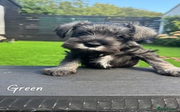 Miniature Schnauzer dogs for sale: Ready for our forever home’s miniature schnauzers  - Image 18