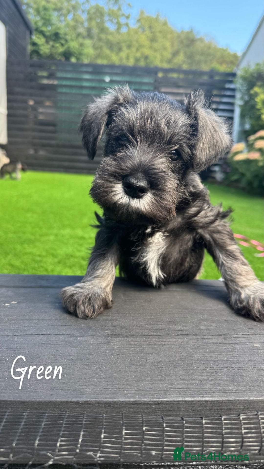 Miniature Schnauzer dogs for sale: Ready for our forever home’s miniature schnauzers  - Image 18