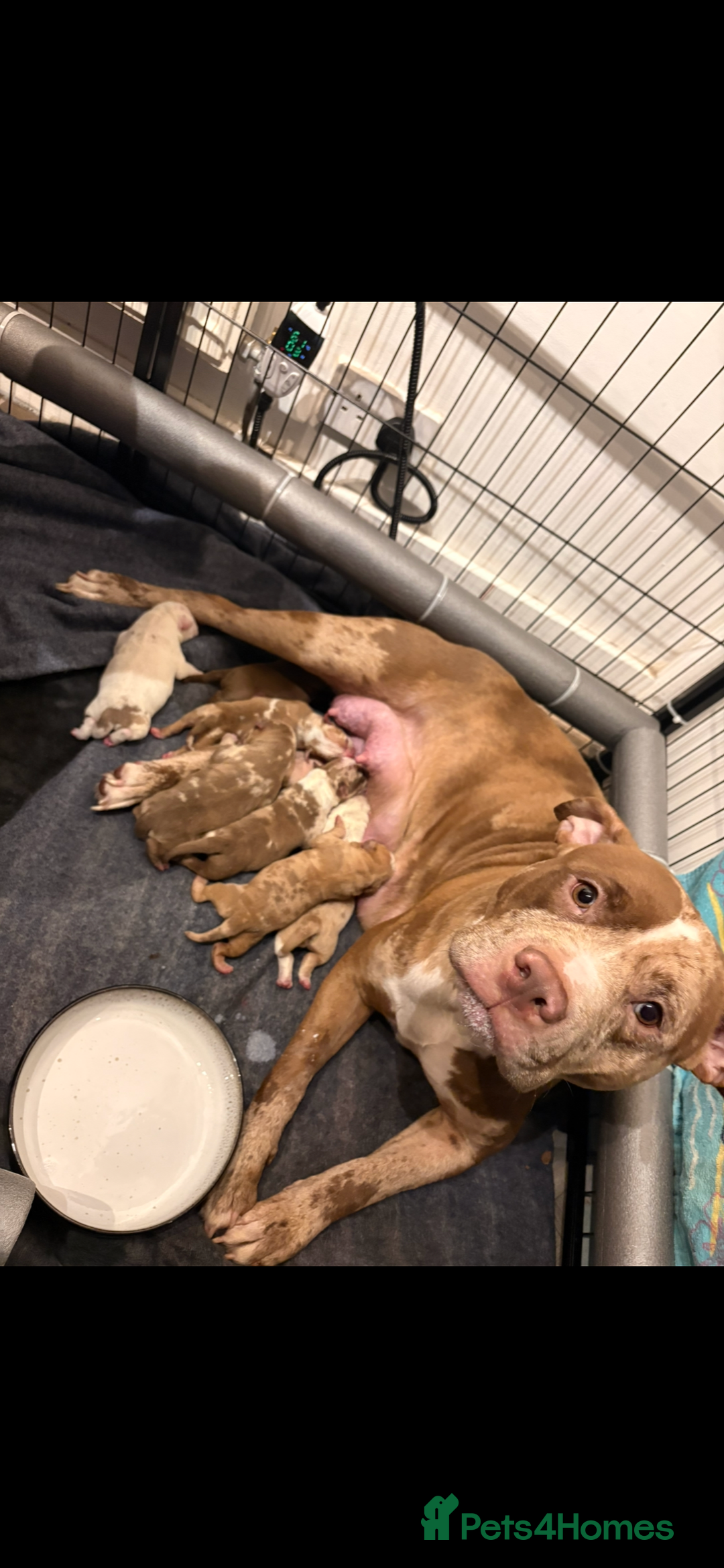 American Bully dogs for sale: Merle American Bully Puppy’s - Advert 17