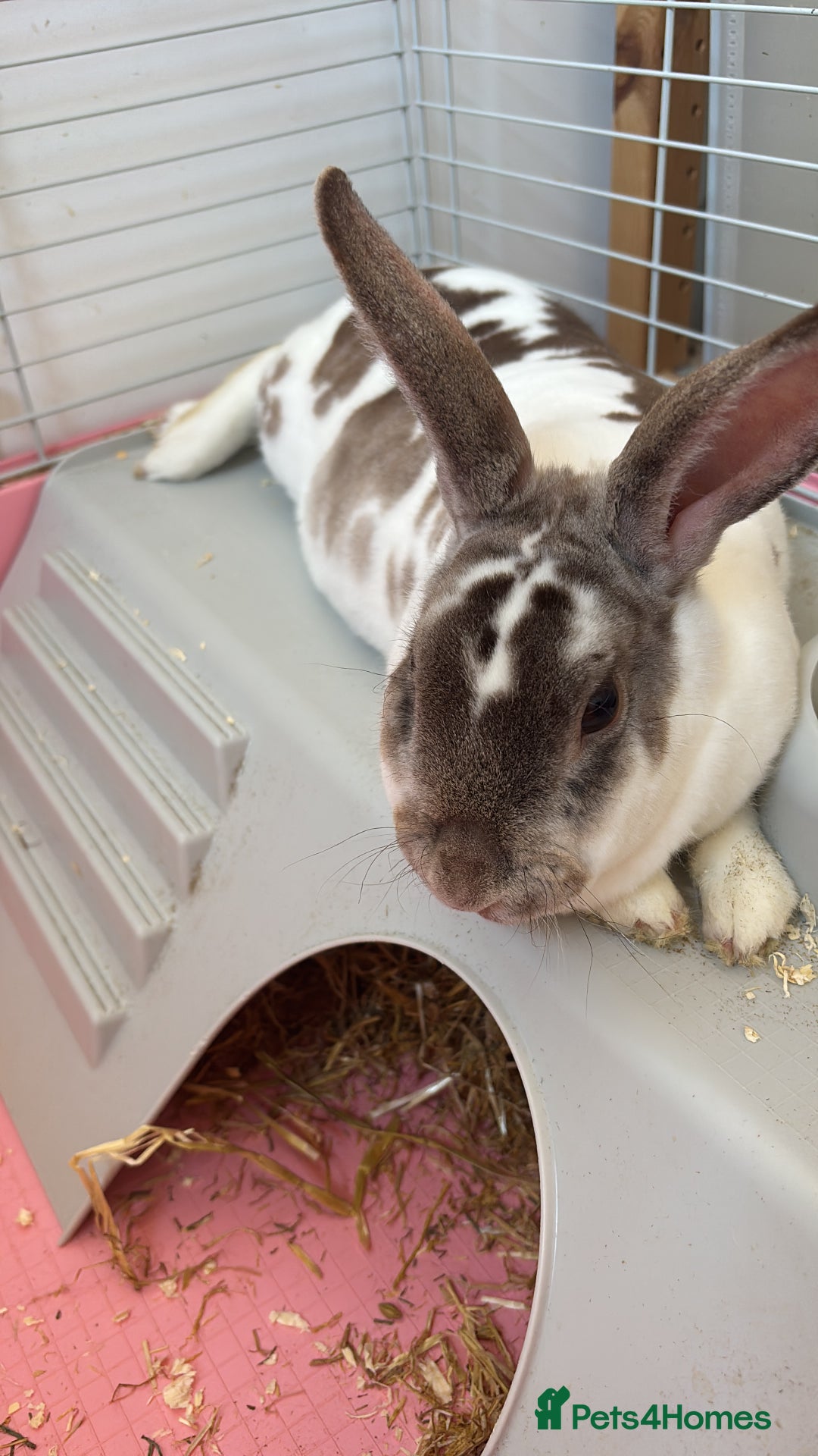 Rex rabbits for sale: Beautiful proven mini Rex doe for sale ✨ - Advert 4