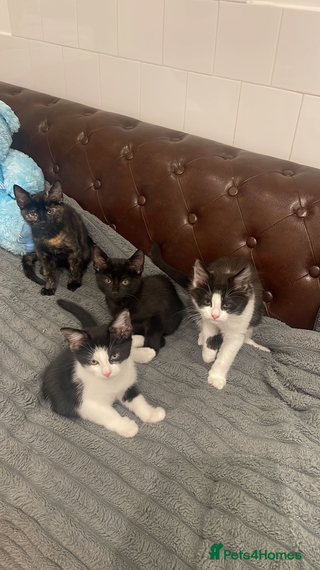 Mixed Breed cats for sale: 5 little kittens trained  - Advert 5