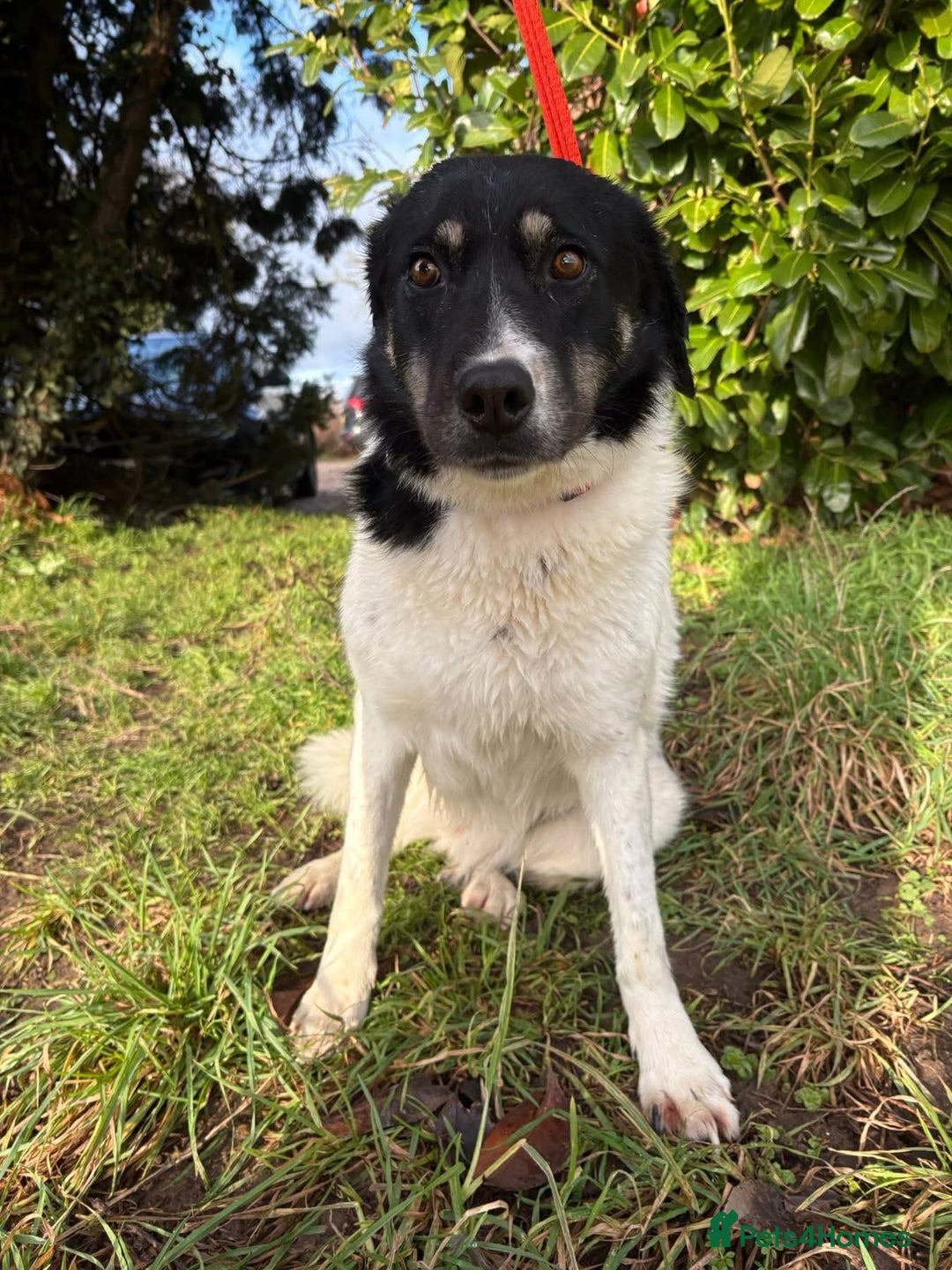 Mixed Breed dogs for adoption: Moira - Norwich Norfolk  - Advert 4