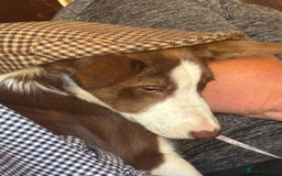 Mixed Breed dogs for sale: Puppy for sale  - Image 3