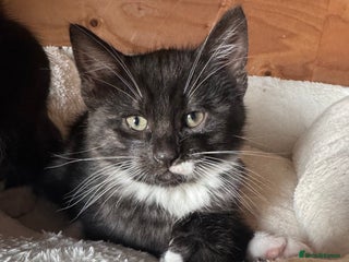 Savannah cats Beautiful 50% Savannah Kittens - Advert 3