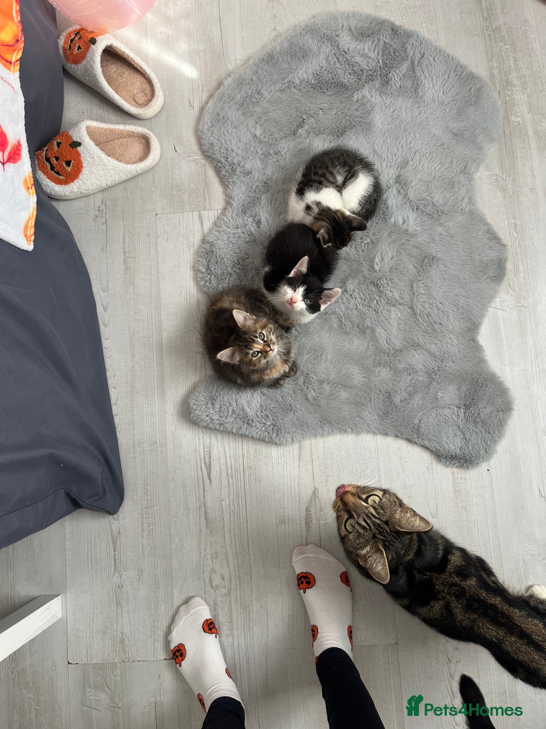 British Longhair cats for sale: Beautiful female kitten (ready now) - Image 10
