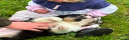 Australian Shepherd dogs for sale: Australian shepherd Black Tri Puppy Female - Advert 6