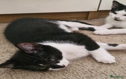 Mixed Breed cats for sale: 4 Beautiful Kittens - Image 15