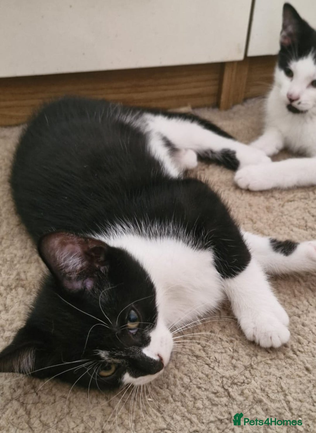 Mixed Breed cats for sale: 4 Beautiful Kittens - Image 15