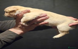 French Bulldog dogs for sale: Fluffy french bulldogs  - Advert 5