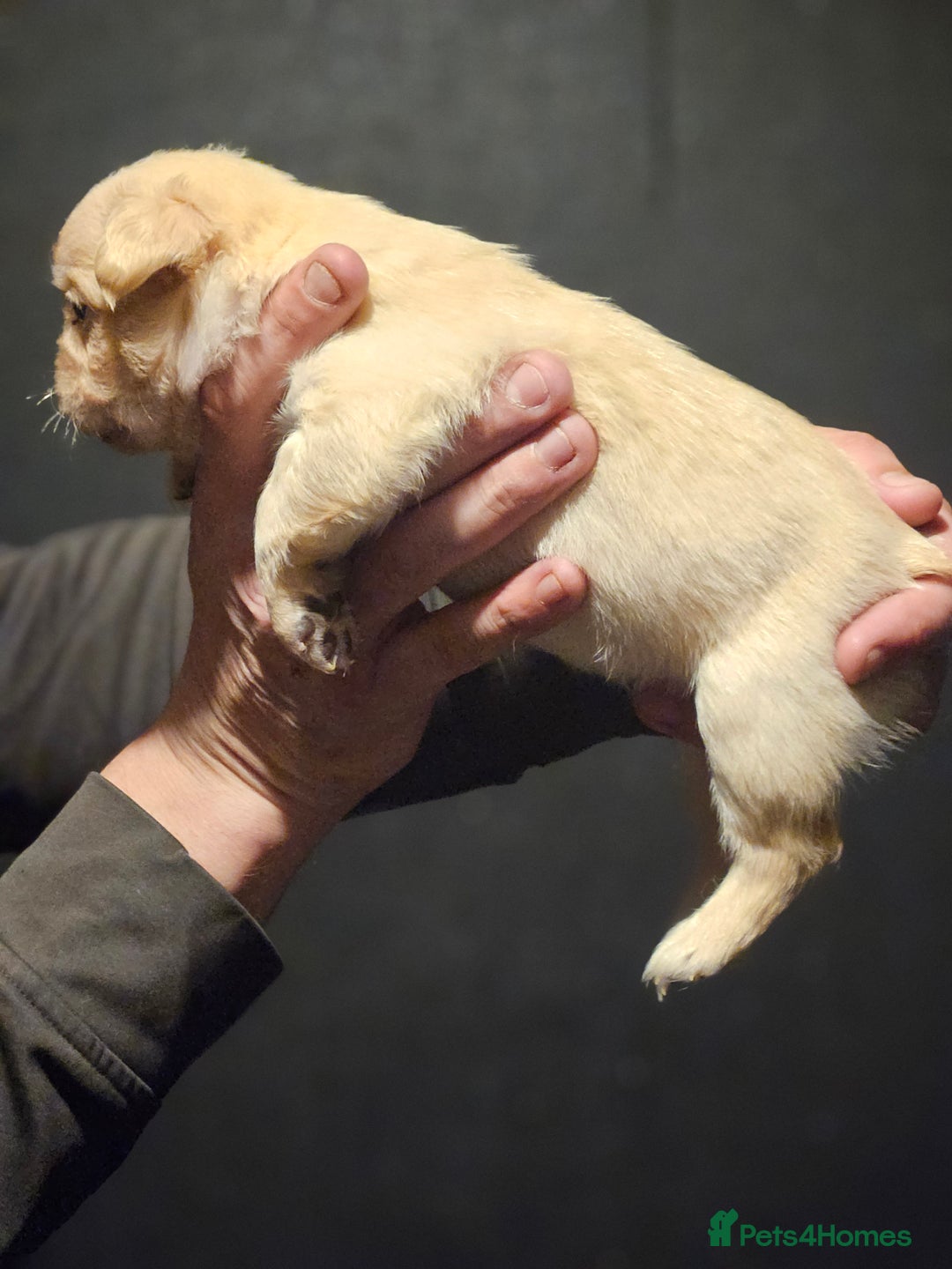 French Bulldog dogs for sale: Fluffy french bulldogs  - Advert 5