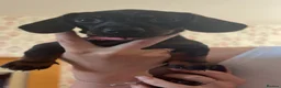 Miniature Dachshund dogs for sale: Black and tan miniature dachshund puppies   - Advert 14