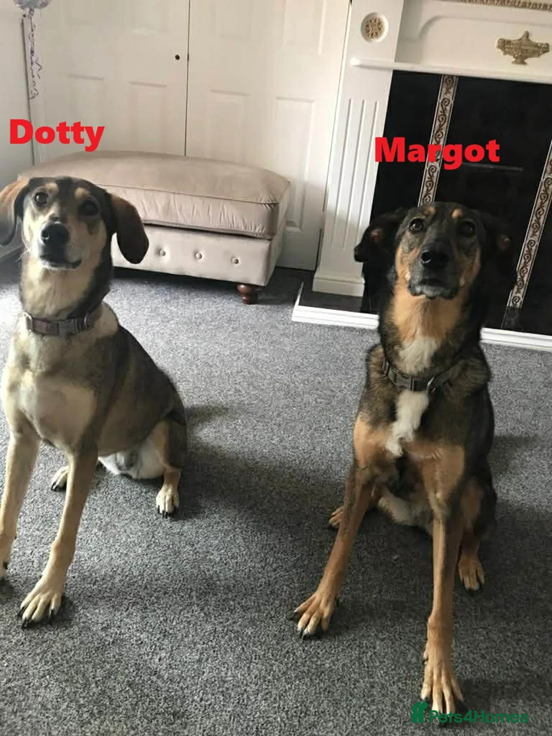 Mixed Breed dogs for adoption: MARGOT – 9 years old, Female, Mixed Breed - Advert 4