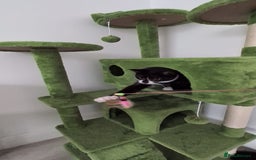 Domestic Shorthair cats for sale: 3 boys, 1 girl kittens  - Image 3