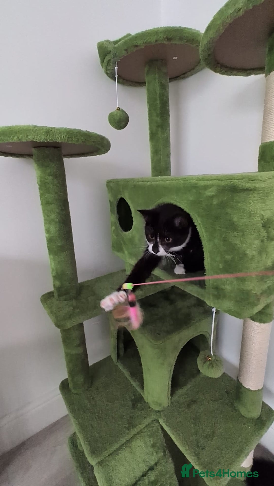 Domestic Shorthair cats for sale: 3 boys, 1 girl kittens  - Image 3