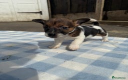 Jack Russell dogs for sale: Jack Russel Puppies For Sale  - Image 12