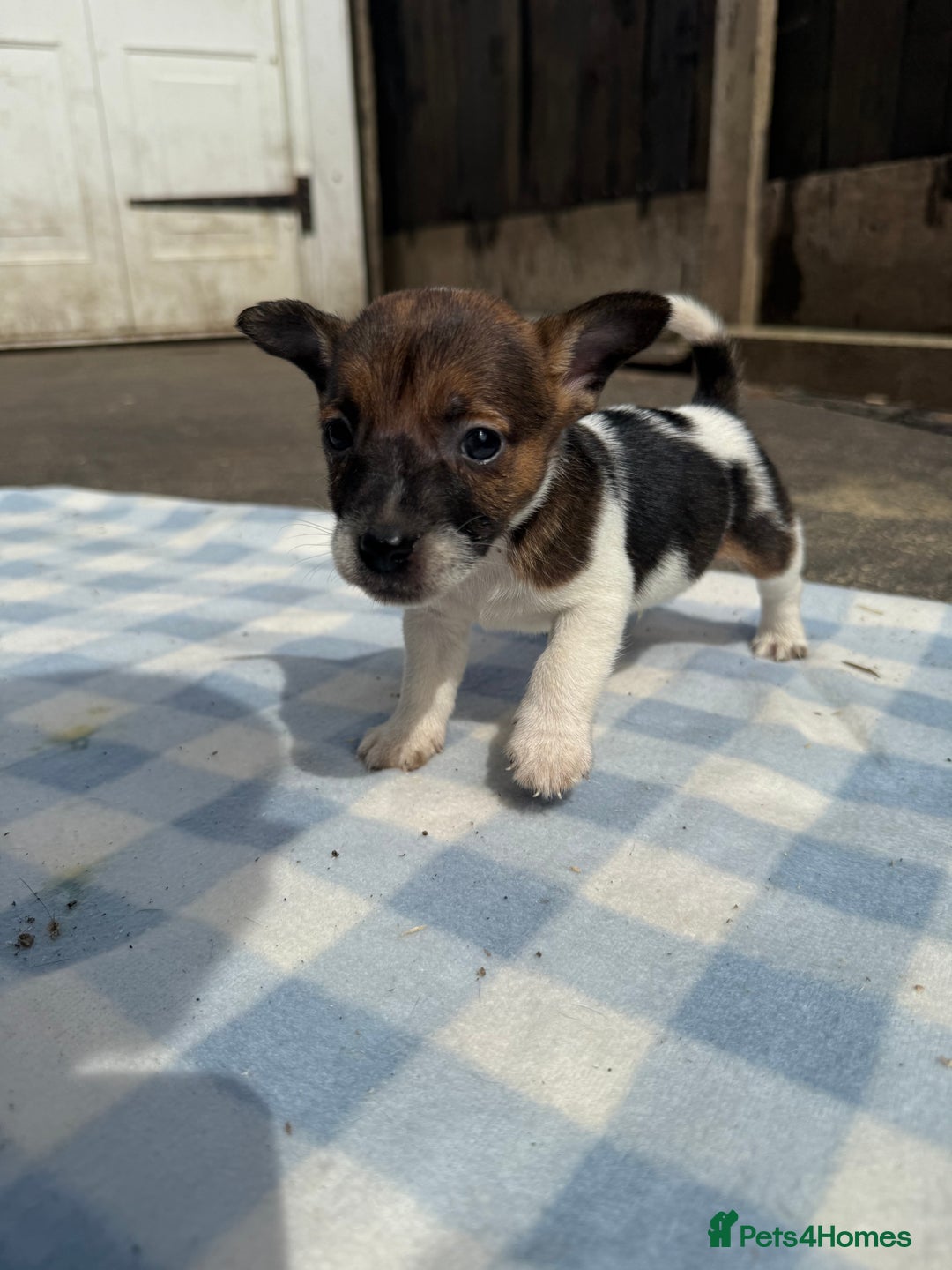 Jack Russell dogs for sale: Jack Russel Puppies For Sale  - Image 12