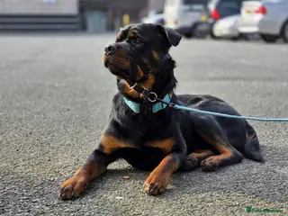 Rottweiler dogs 2 yrs old male neutered Rottweiler - Advert 4