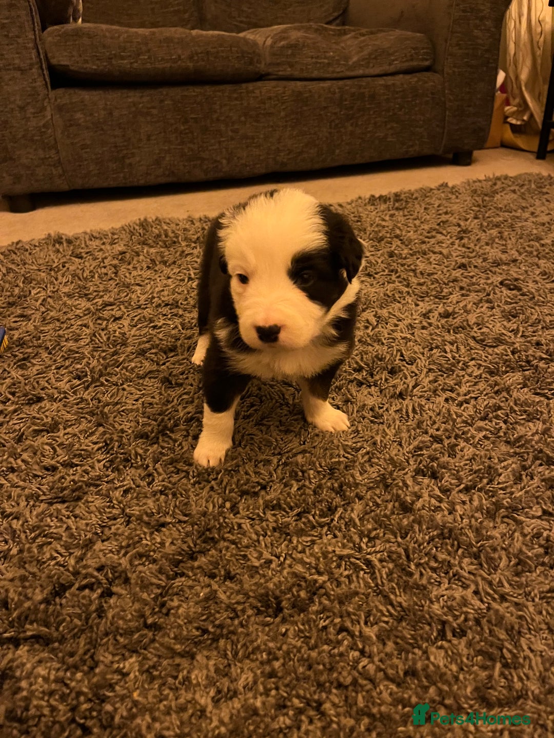 Border Collie dogs for sale: Beautiful Tri-colour border collies - Image 11