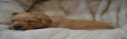 Labrador Retriever dogs for sale: Chunky Fox Red Labrador Puppies  - Advert 18
