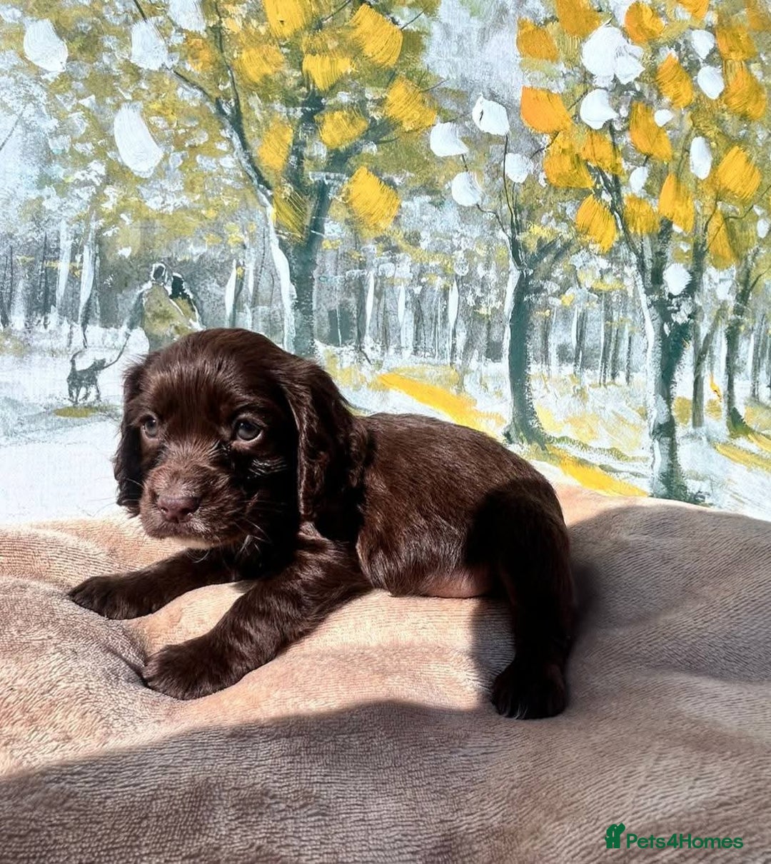 Cocker Spaniel dogs for sale: Kc Cocker spaniel puppys - Image 2