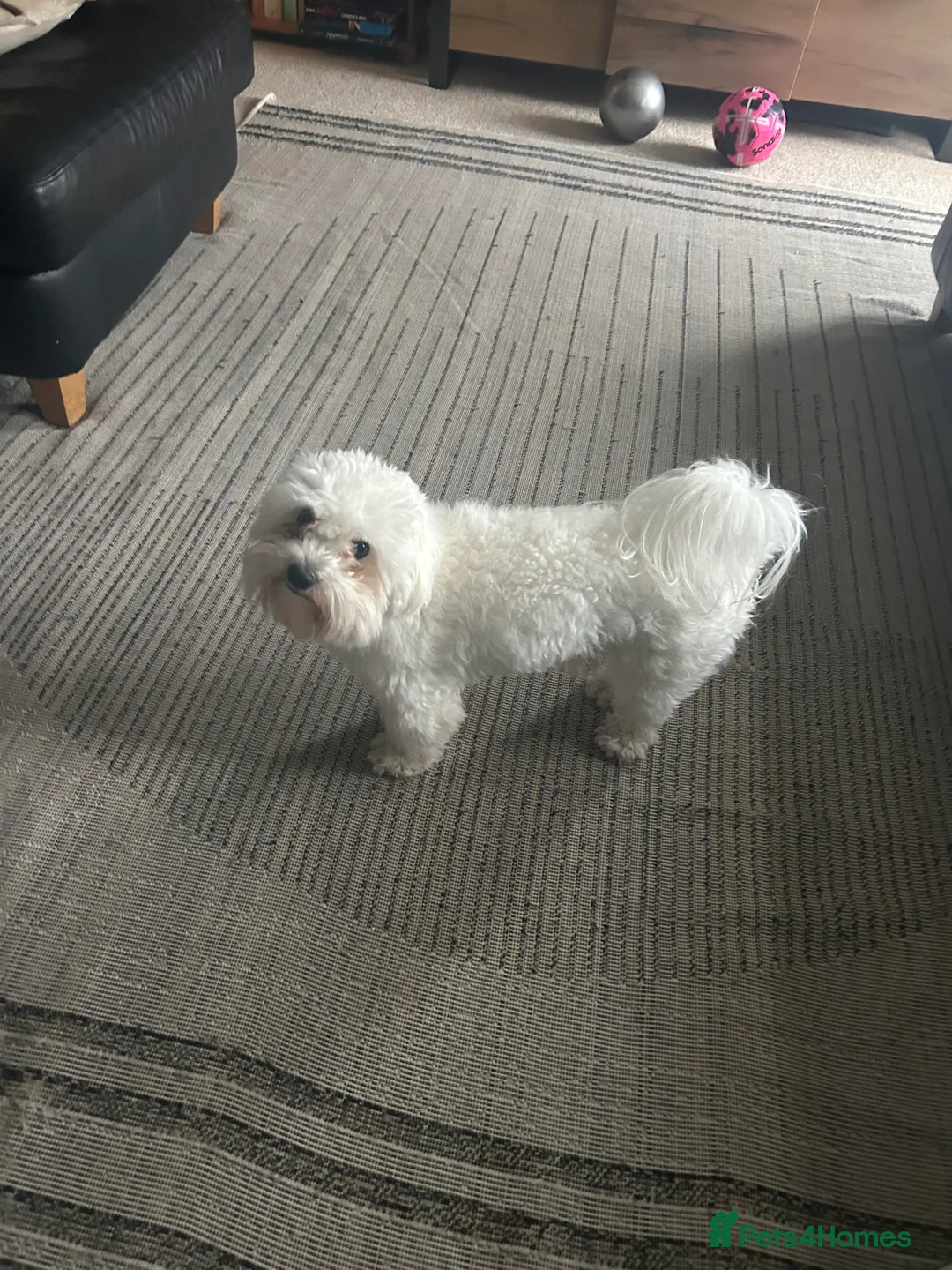 Maltese dogs for sale: Lovely Maltese Dog Looking for a Loving Home in Stevenage - Advert 2