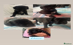 Mixed Breed dogs for sale:  Boxer-Doodle - Image 7