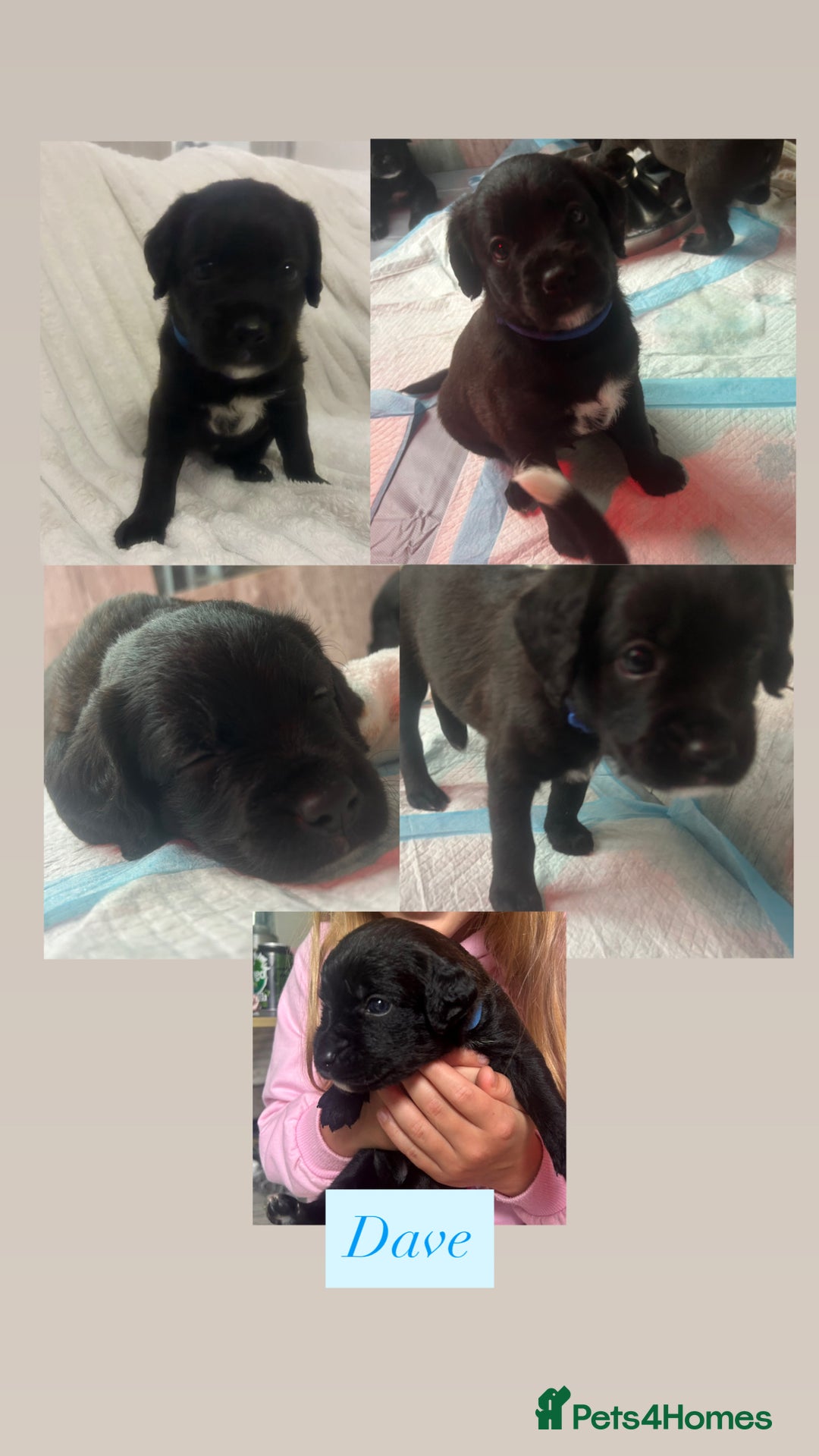 Mixed Breed dogs for sale:  Boxer-Doodle - Image 7