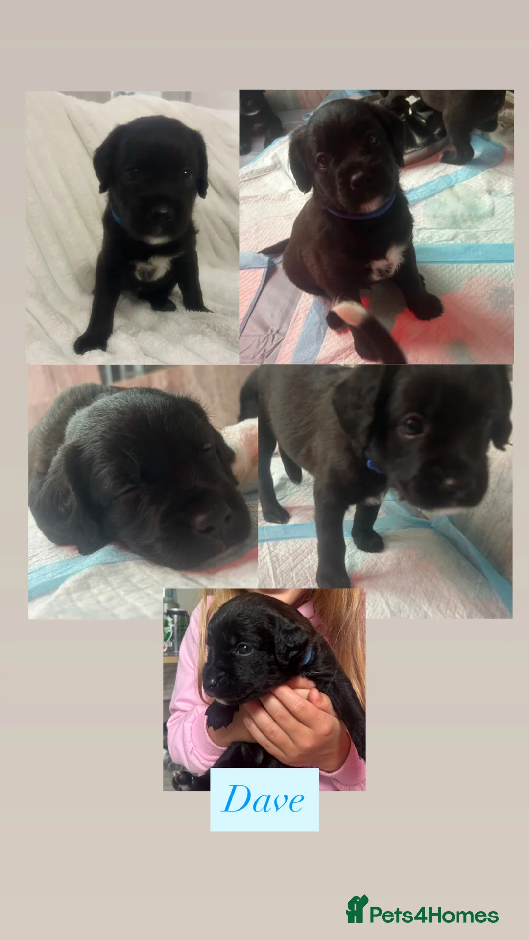 Mixed Breed dogs for sale:  Boxer-Doodle - Advert 17