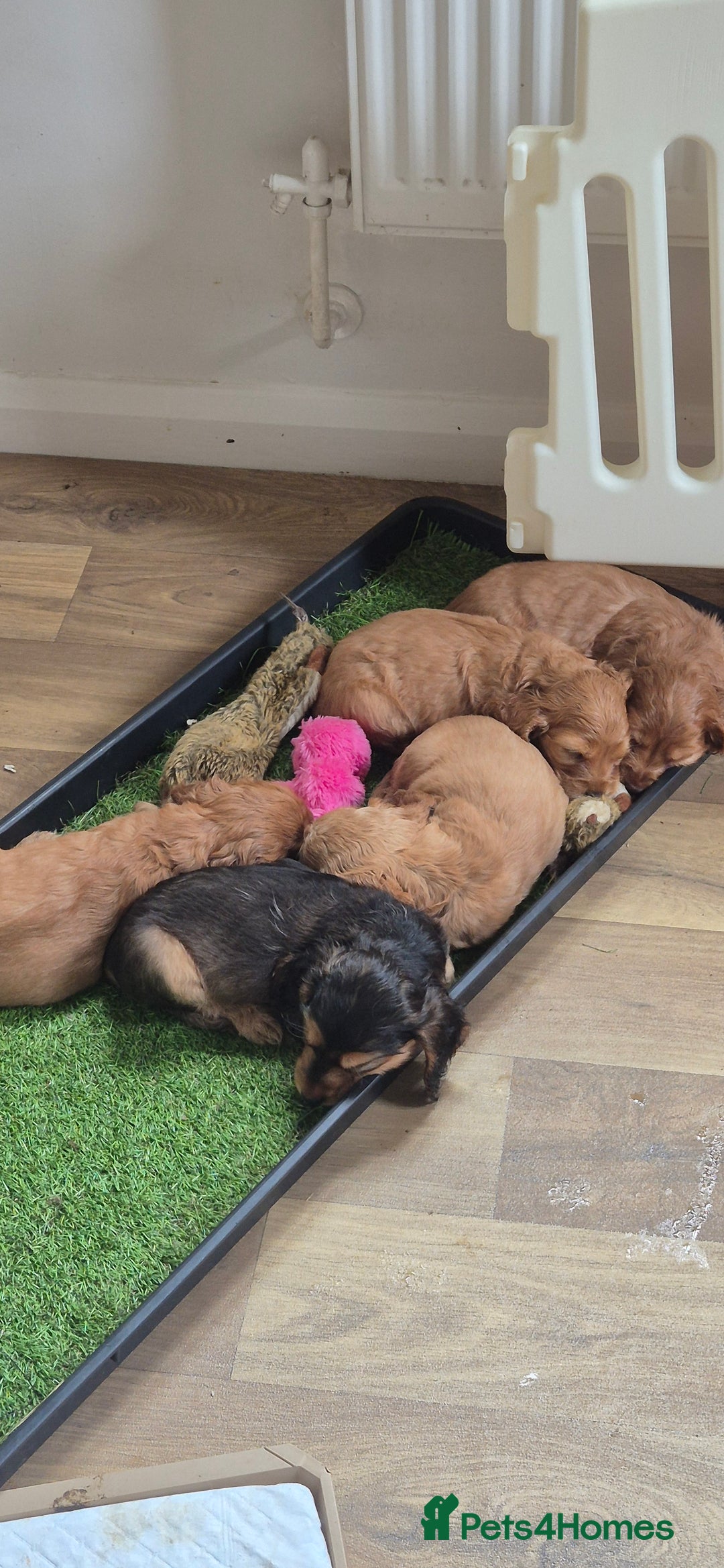 Cocker Spaniel dogs for sale: KC registered show cockers dna tested parents - Image 2