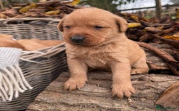 Labrador Retriever dogs for sale: Stunning litter of KC fox red labradors  - Advert 6