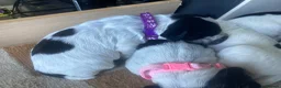 Cocker Spaniel dogs for sale: Pedigree Roan Cocker Spaniel puppies - 3 boys left - Advert 37