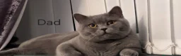 Scottish Fold cats for sale: Stunning Lilac Scottish Fold × BSH Kittens - Advert 18