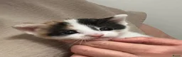 Bramble cats for sale: Kittens for sale  in Hamilton - Advert 25