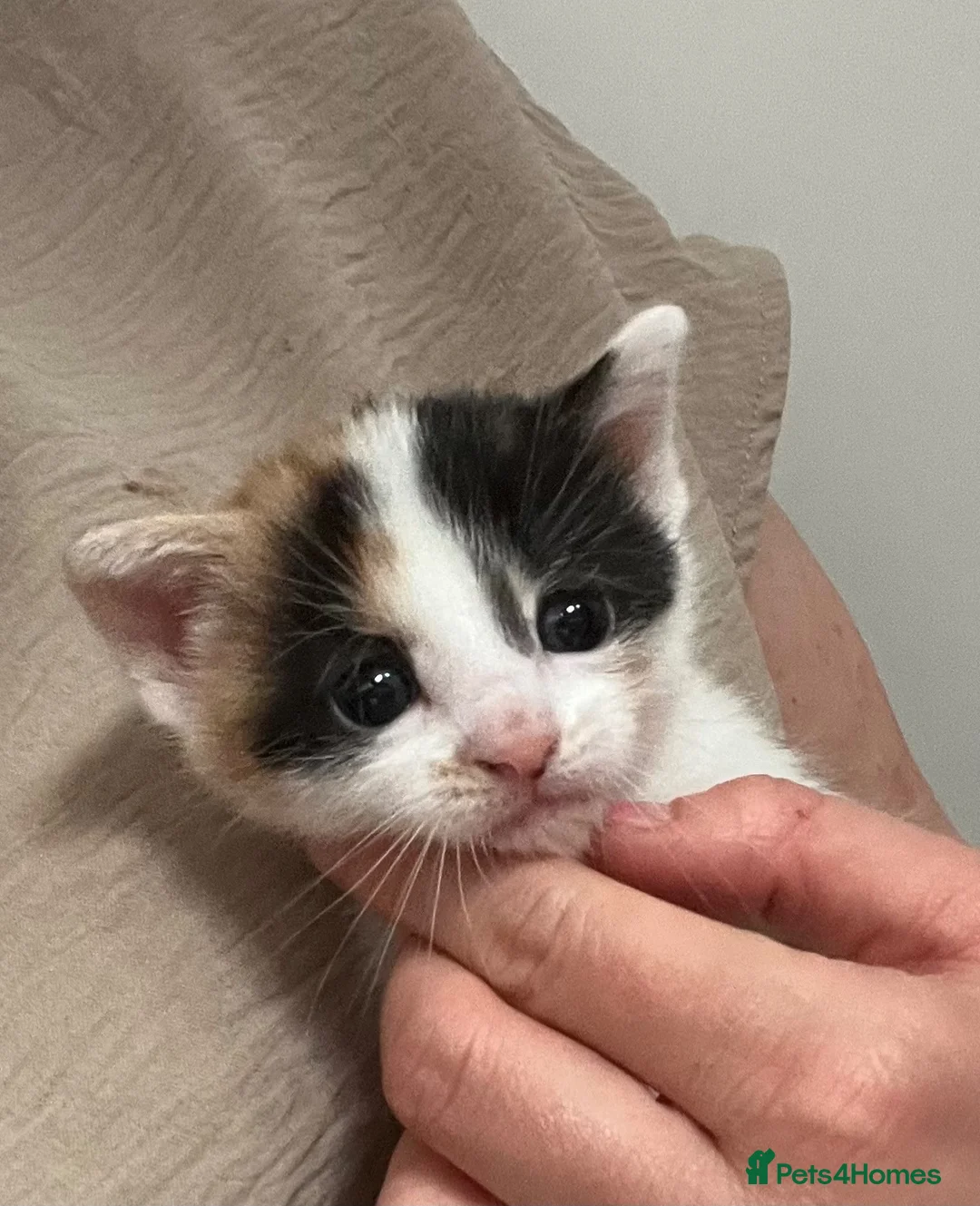 Bramble cats for sale: Kittens for sale  in Hamilton - Advert 25