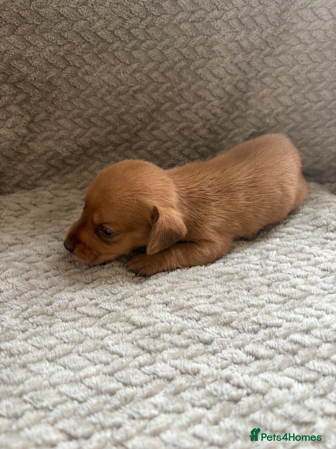 Miniature Dachshund dogs for sale: Kc registered mini dachshunds puppies 🐶  - Advert 31