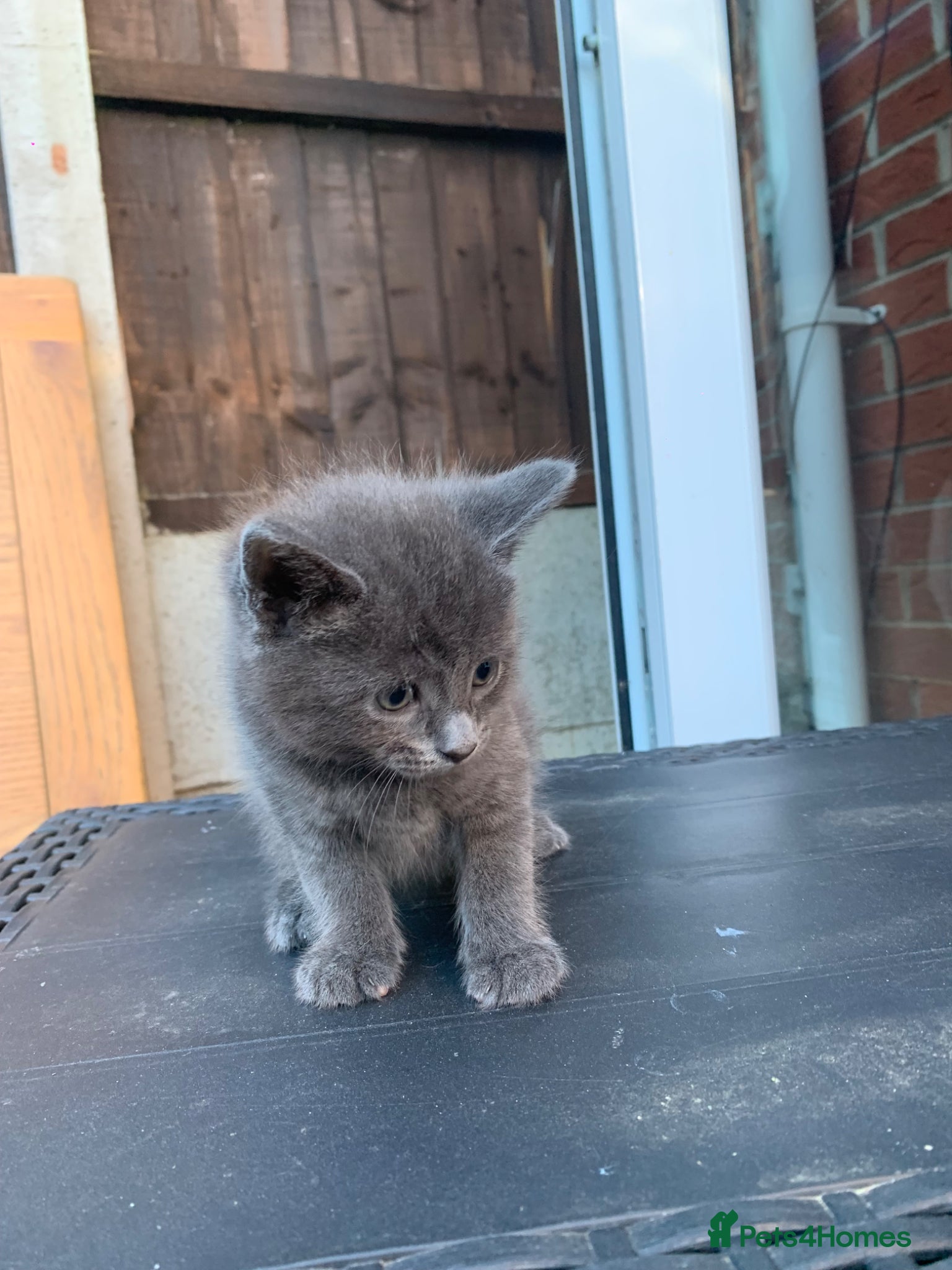 Mixed Breed cats 💕Beautiful grey kittens - 12th May💕 - Advert 12