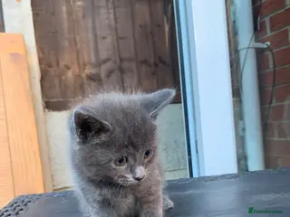 Mixed Breed cats 💕Beautiful grey kittens - 12th May💕 - Advert 13
