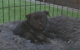 Staffordshire Bull Terrier dogs for sale: Kc registered Staffords  - Image 15