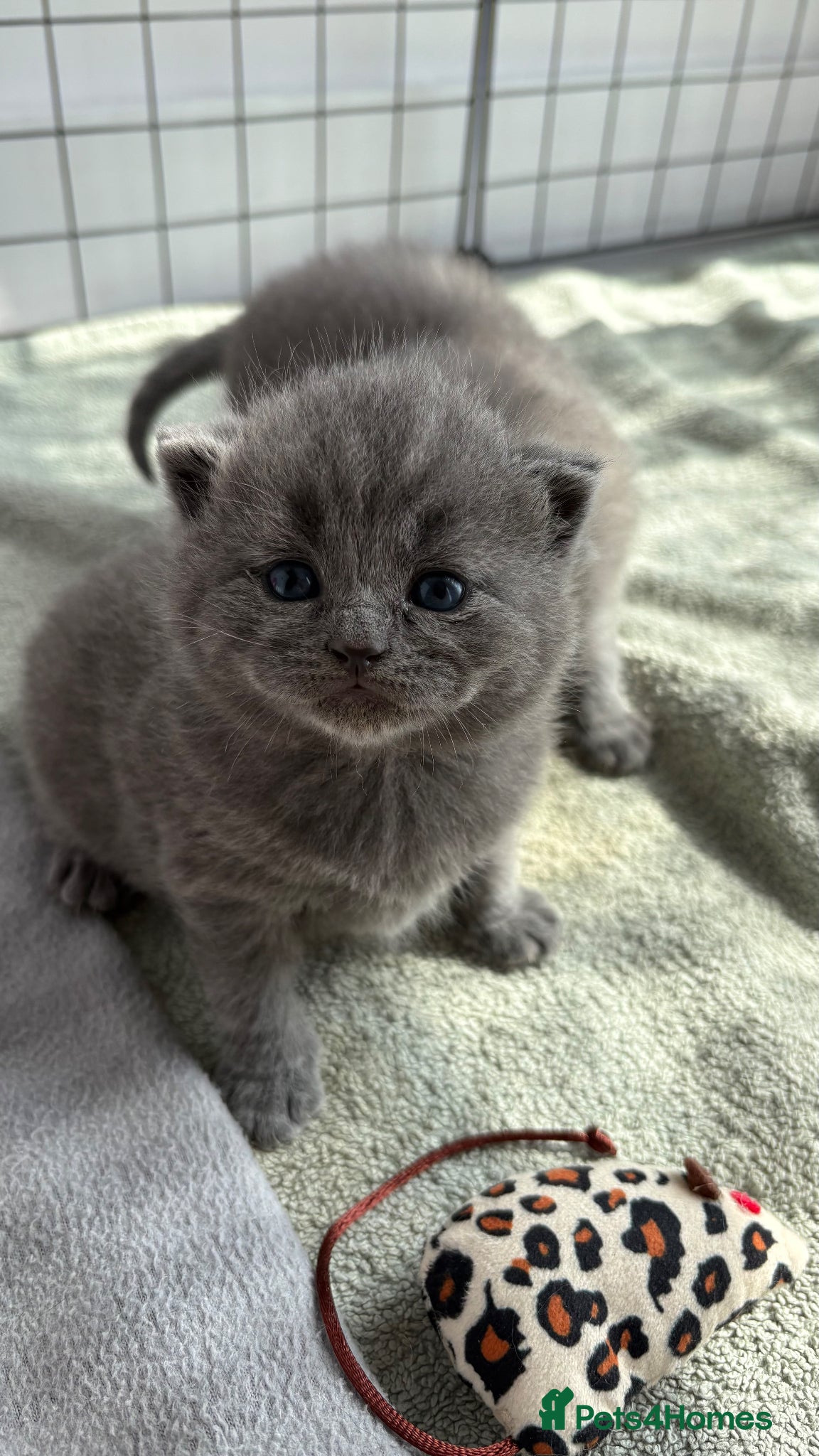British Shorthair cats Female Grey British Short Hair Kitten  - Advert 1